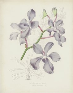 The Blue Vanda by English School
